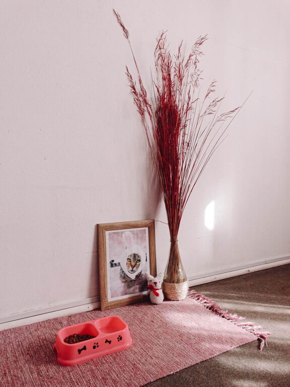 How to Create the Perfect Pet-Friendly Corner in Your Home